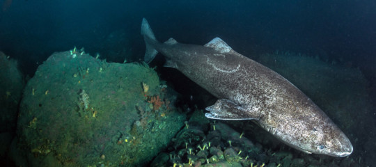 La straordinaria longevità dello squalo della Groenlandia​