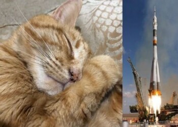 Le prime ceneri di gatto nello spazio conquistano i social