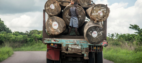 mercato legno illegale congo