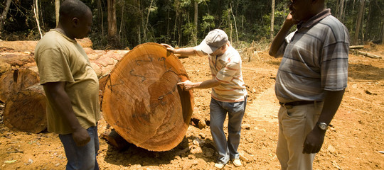 mercato legno illegale congo