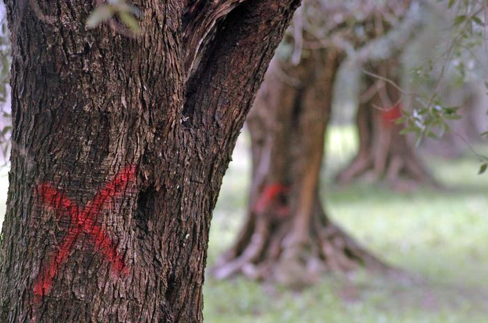 Lincei, agire subito sulla Xylella e non seguire i progetti dubbi