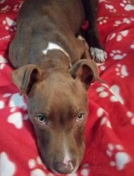 Messina: 3 mesi maschio Pitbull Red Nose