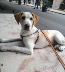 Messina : Yoghi incrocio pointer e setter cerca casa