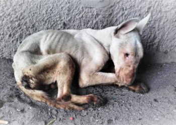 Morto cagnolino liberato da Cc a Catania