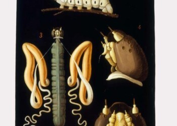 Mostre: le’tele’ di Tortori, ultimo ceroplasta della Specola