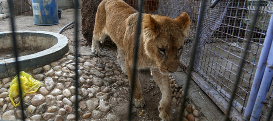 leoni scimmie striscia gaza