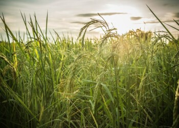 Nelle piante il timer che sincronizza fioritura e crescita