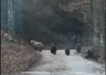 Orsa con cuccioli riprese in Trentino