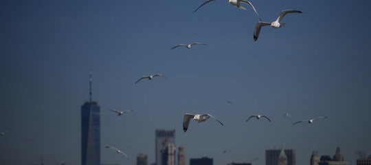 Perché i grattacieli uccidono un miliardo di uccelli l’anno negli Usa