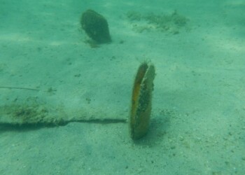 Pinna Nobilis quasi estinto, è parassita