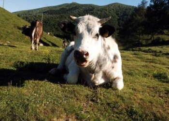 Ricerca: per italiani carne bovina parte della dieta mediterranea  