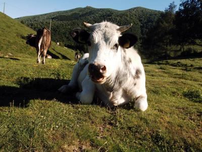 Ricerca: per italiani carne bovina parte della dieta mediterranea