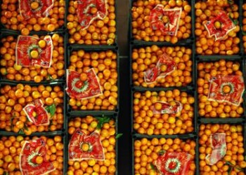 Rifiuti: avviate al riciclo più del 70% delle cassette ortofrutta  