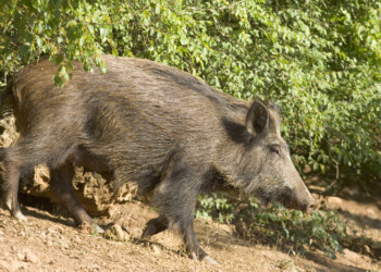 Sagra del cinghiale a Pollina a maggio