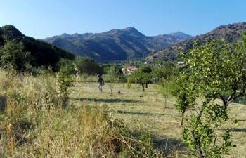 Sostenibilità: Credem, entro il 31 dicembre pianterà 254 alberi  