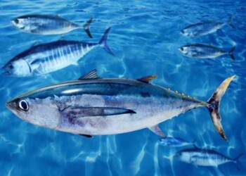 Sostenibilità: è il 2 maggio la giornata mondiale del tonno 
