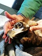 Torna a casa l’avvoltoio monaco curato dal WWF