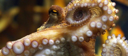 Un’azienda giapponese sostiene di essere riuscita ad allevare i polpi