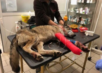 Viminale, allarme lupi, sì abbattimento