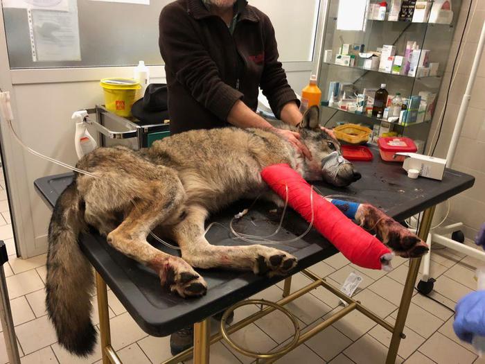 Viminale, allarme lupi, sì abbattimento