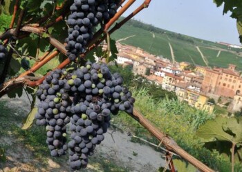 Vino, Barolo e Brunello si promuovono insieme a Londra