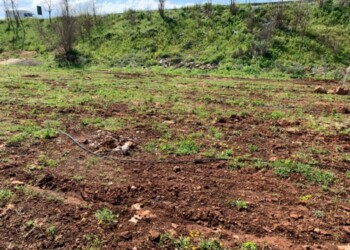 Xylella: Coldiretti,rubate piante immuni