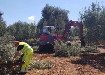 Xylella: eradicazione 12 ulivi infetti