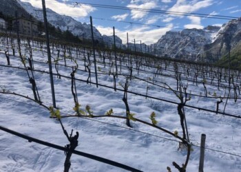 A maggio neve in vigna a Maso Michei, danni da stimare