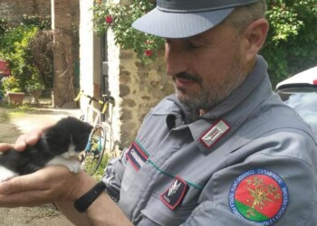 Abbandona gattina in strada, denunciato