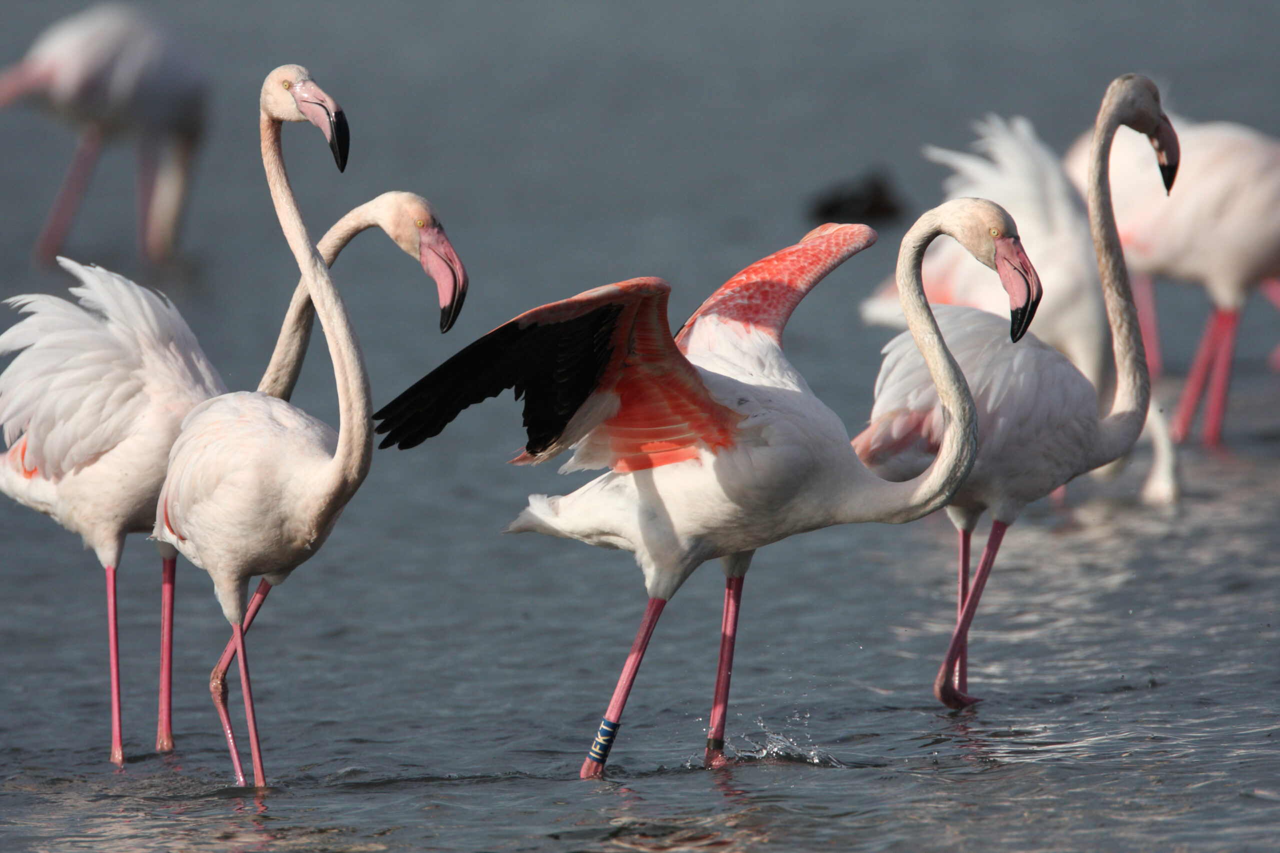 Al via alla Giornata delle Oasi