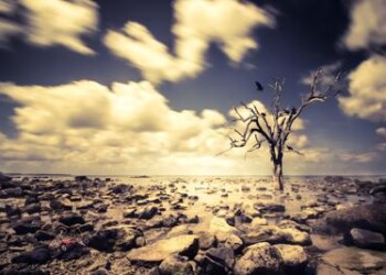 Ambiente: Onu, 1 mln di specie a rischio estinzione 