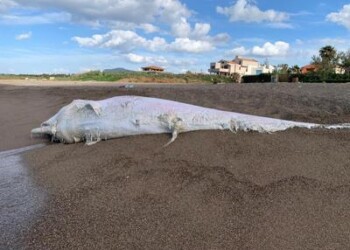 Animali: capodogli spiaggiati, plastica nel 33%  