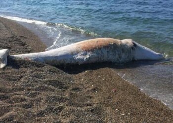 Animali: Greenpeace, ‘4 capodogli morti in Sicilia in meno di una settimana’
 
