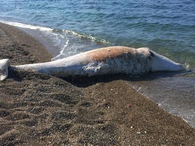 Capodogli spiaggiati, quattro in Sicilia in meno di una settimana