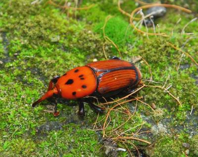 Roma invasa dagli 'alieni', le specie esotiche nella Capitale