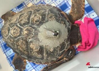 Animali: ‘tartatag’, il satellitare che veglia sulle caretta caretta 