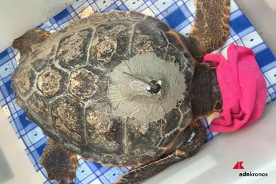 Animali: ‘tartatag’, il satellitare che veglia sulle caretta caretta 