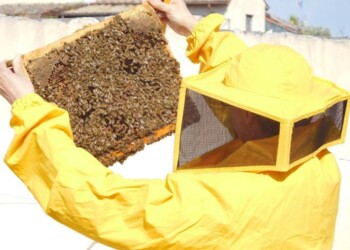 Apicoltura, maltempo mette in ginocchio produzione miele