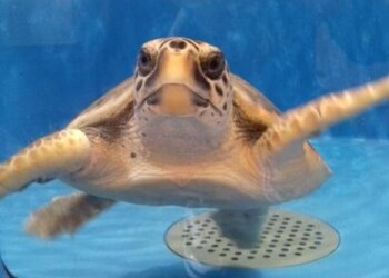 Aretusa torna in mare, liberata Caretta Caretta
 