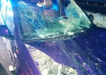 Auto investe cavallo, un ferito