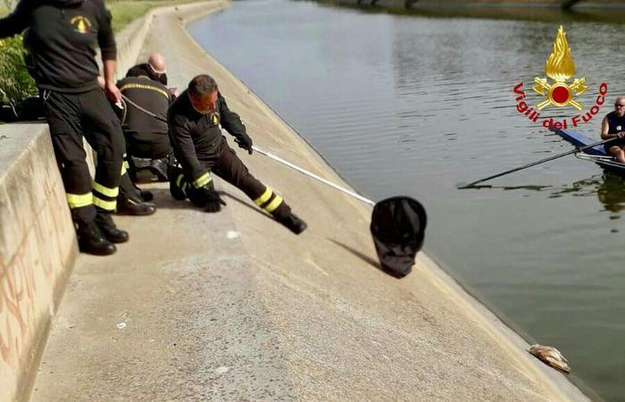 Barbagianni in canale, salvato da vigili