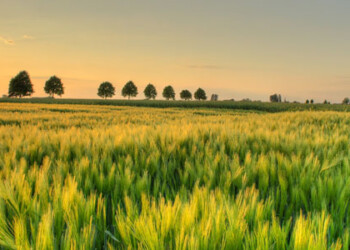 Ambiente: Hunter Lovins, passare ad agricoltura generativa