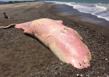 Cadavere di un capodoglio in spiaggia