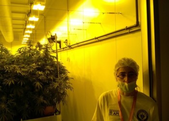 Cannabis terapeutica,produzione aumenta