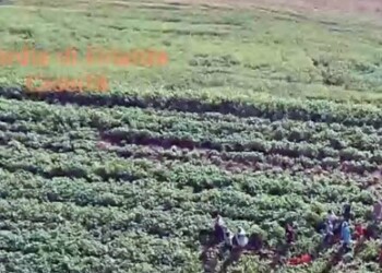 Caporalato: bene “task force” e uso dei droni proposti dal presidente Inps