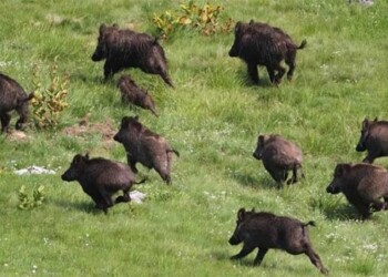 Peste suina: tavolo Ita-Slo per prevenire rischio tra cinghiali