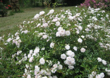 Contest Premio Roma per rosa più bella