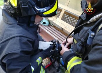 Criceto salvato con autorespiratore