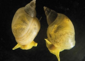 Dalle chiocciole il segreto della simmetria