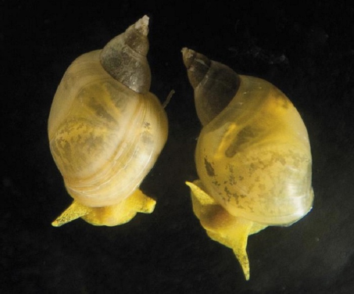 Dalle chiocciole il segreto della simmetria